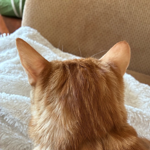 stormkitty529